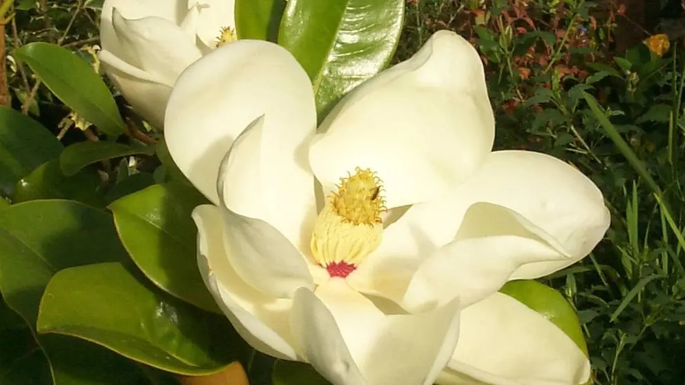 magnolias