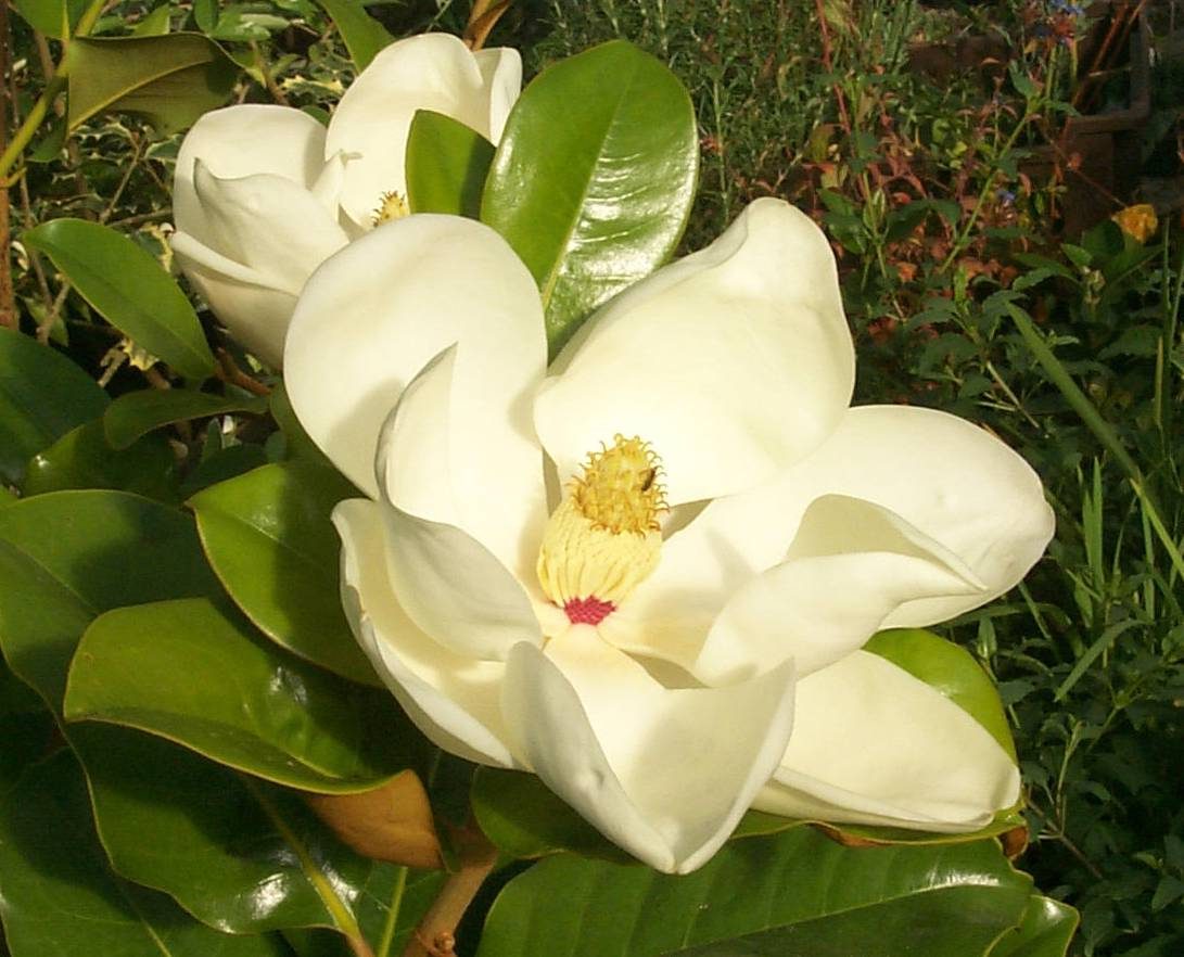 magnolias